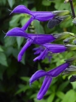 Purple Majesty Salvia, Purple Majesty Sage, Salvia guaranitica 'Purple Majesty', S. x 'Purple Majesty'